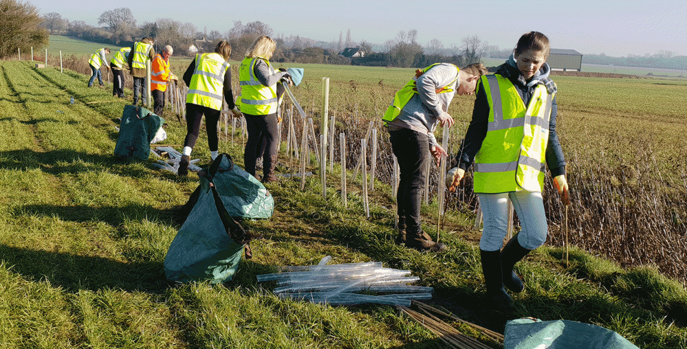Volunteer-planting-days