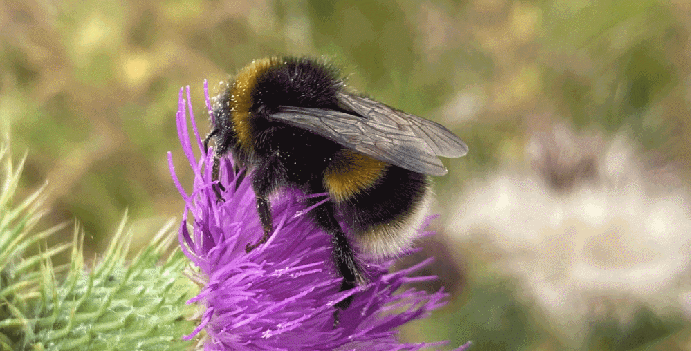 Bees at Wildfell