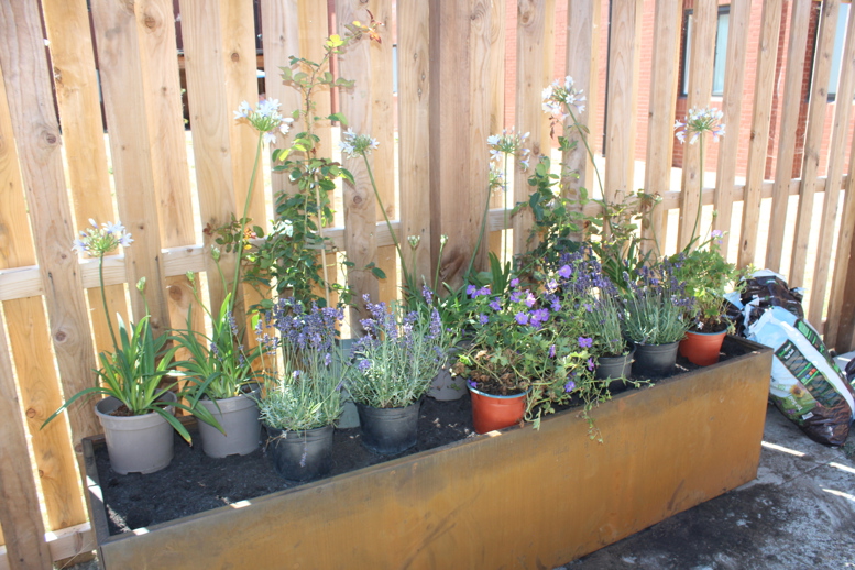 Raised planter filled with flowering plants and shrubs against a timber fence.